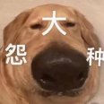葱油鸡
