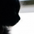 青猫