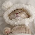 猪不123