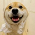 fg叶