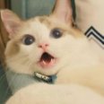 宅猪