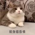猫OVO