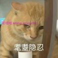 白四鬼